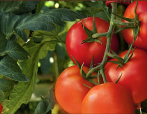 Fresh indoor tomatoes from LED grow lights.